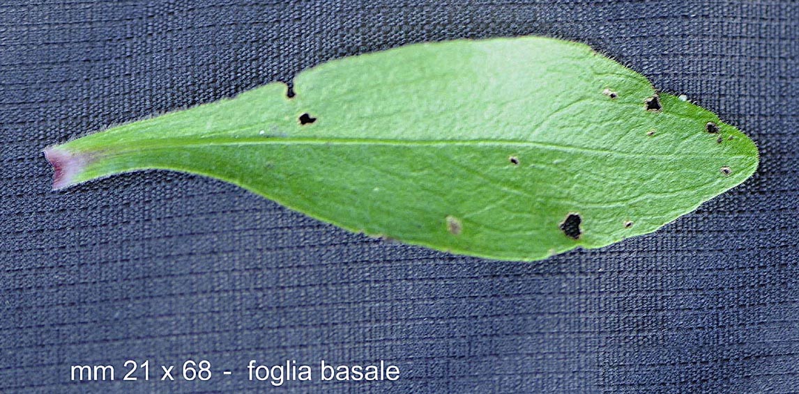 Buphthalmum salicifolium subsp salicifolium / Asteroide salicina