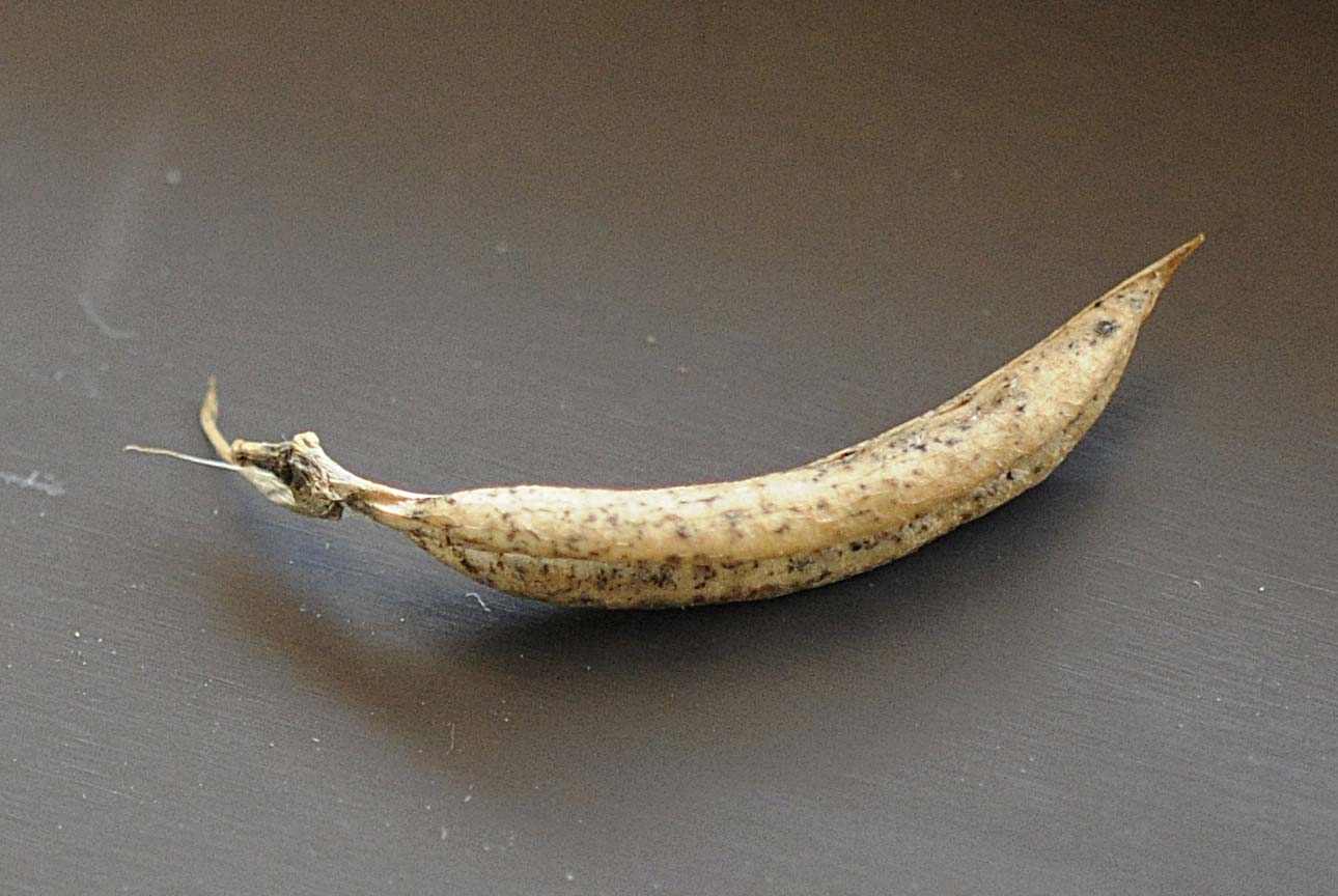 Astragalus glycyphyllos / Astragalo falsa-liquerizia