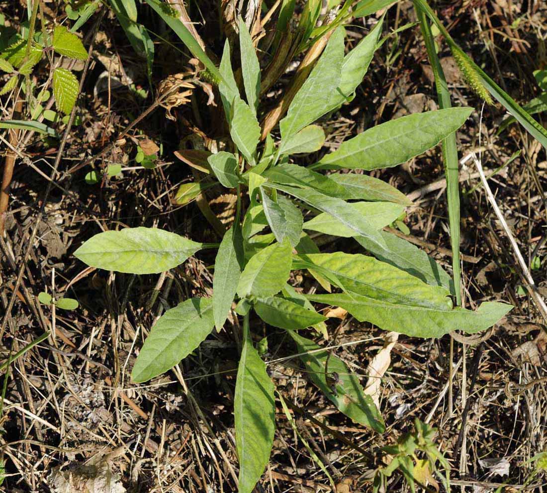 Oenothera biennis / Enagra comune