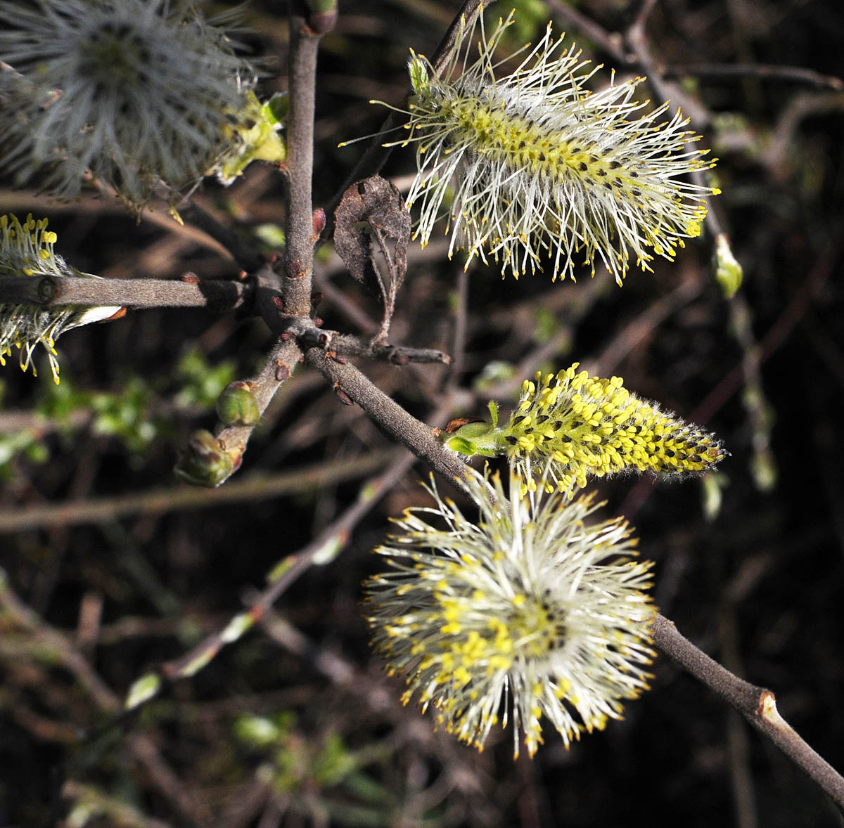 Salix cinerea / Salice cinereo