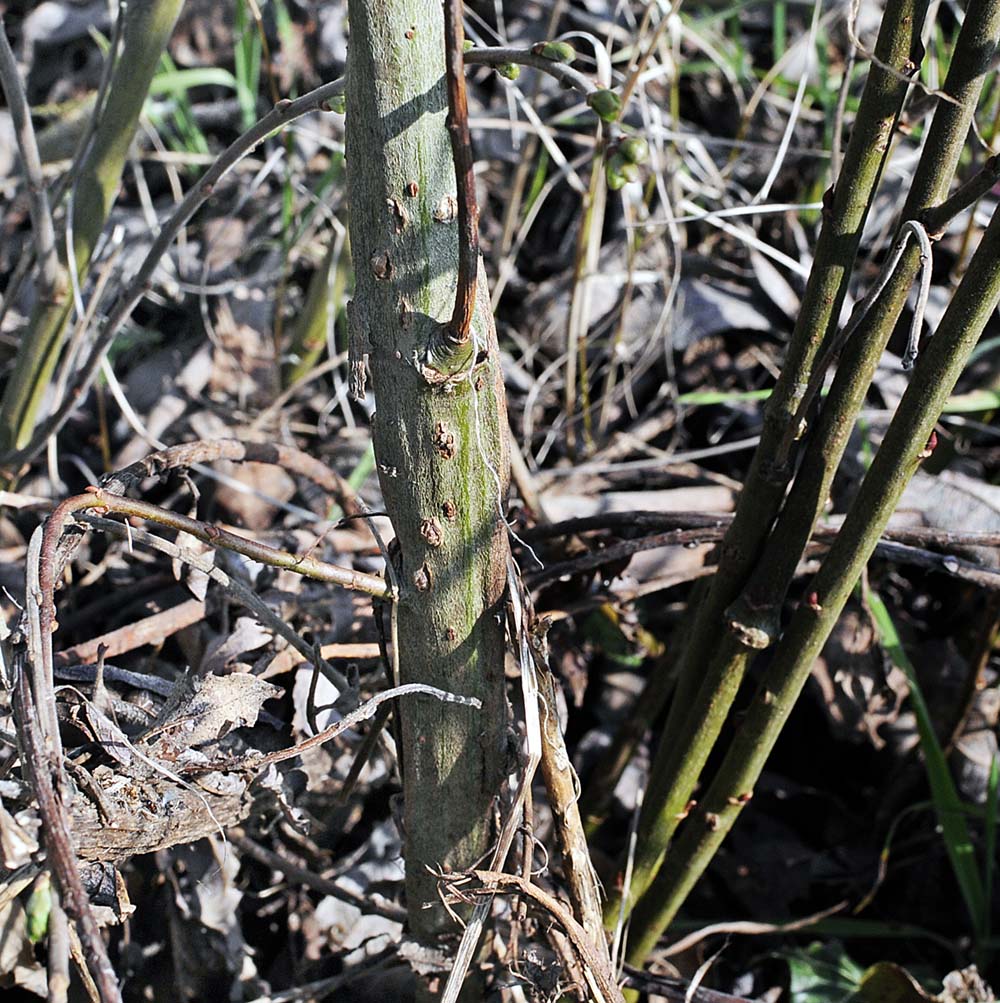 Salix cinerea / Salice cinereo