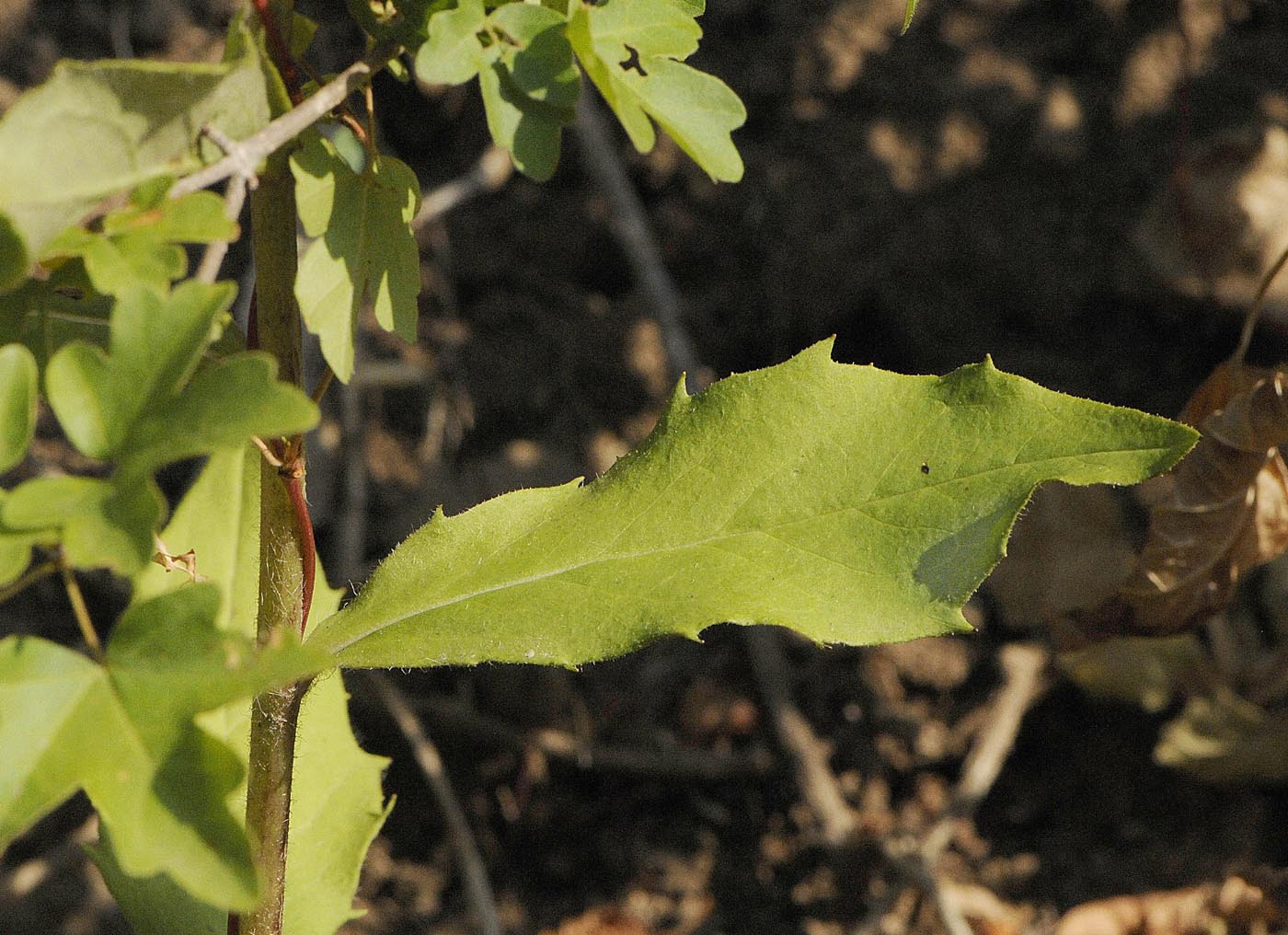 Hieracium gr. sabaudum