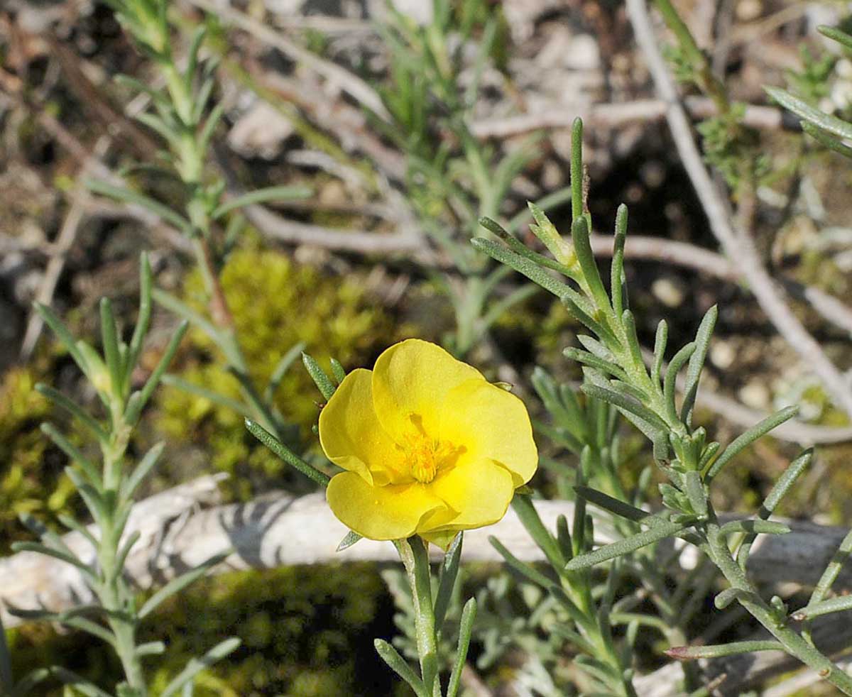 Fumana ericifolia / Fumana mediterranea