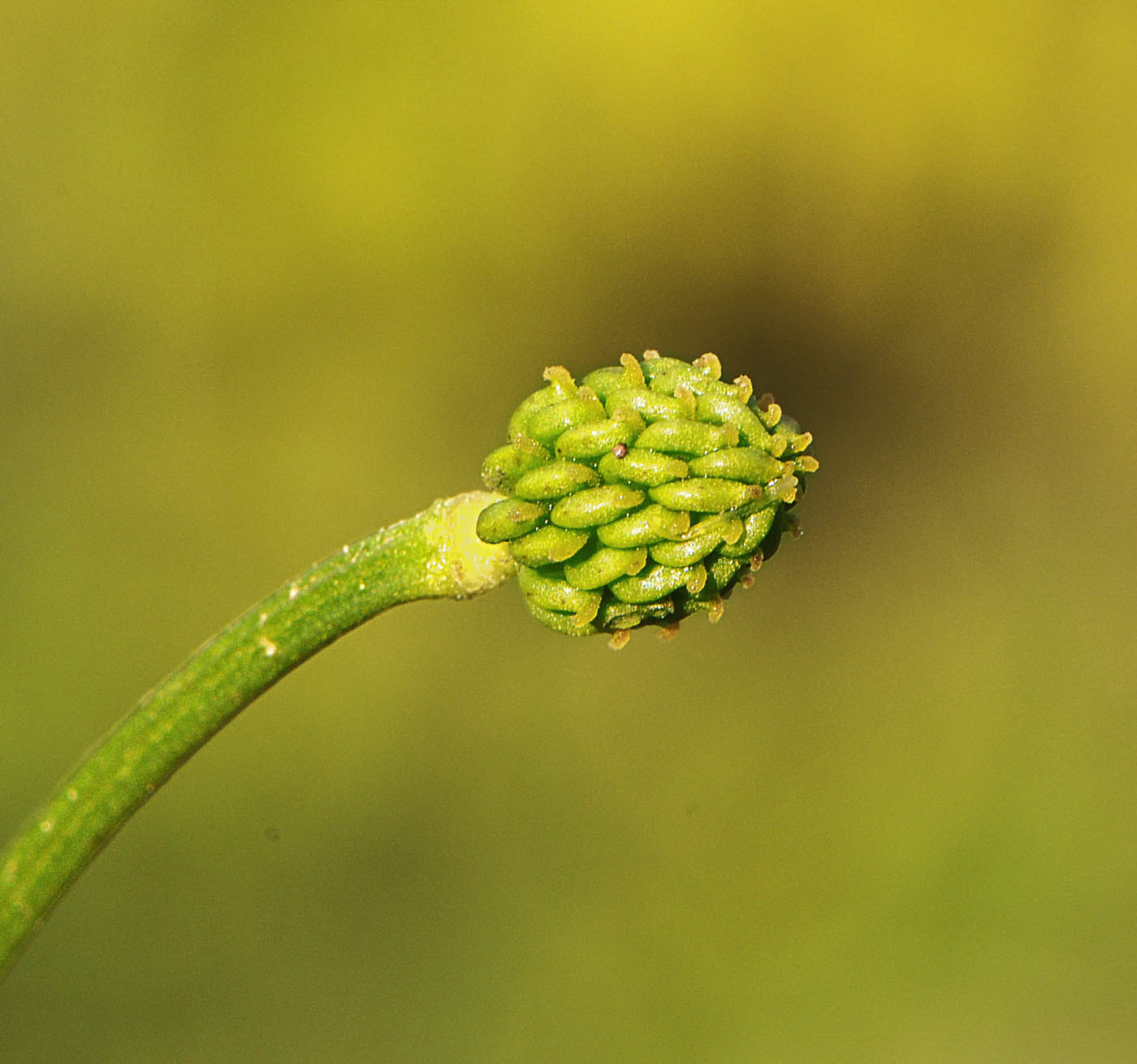 Ranunculus bulbosus  subsp. aleae