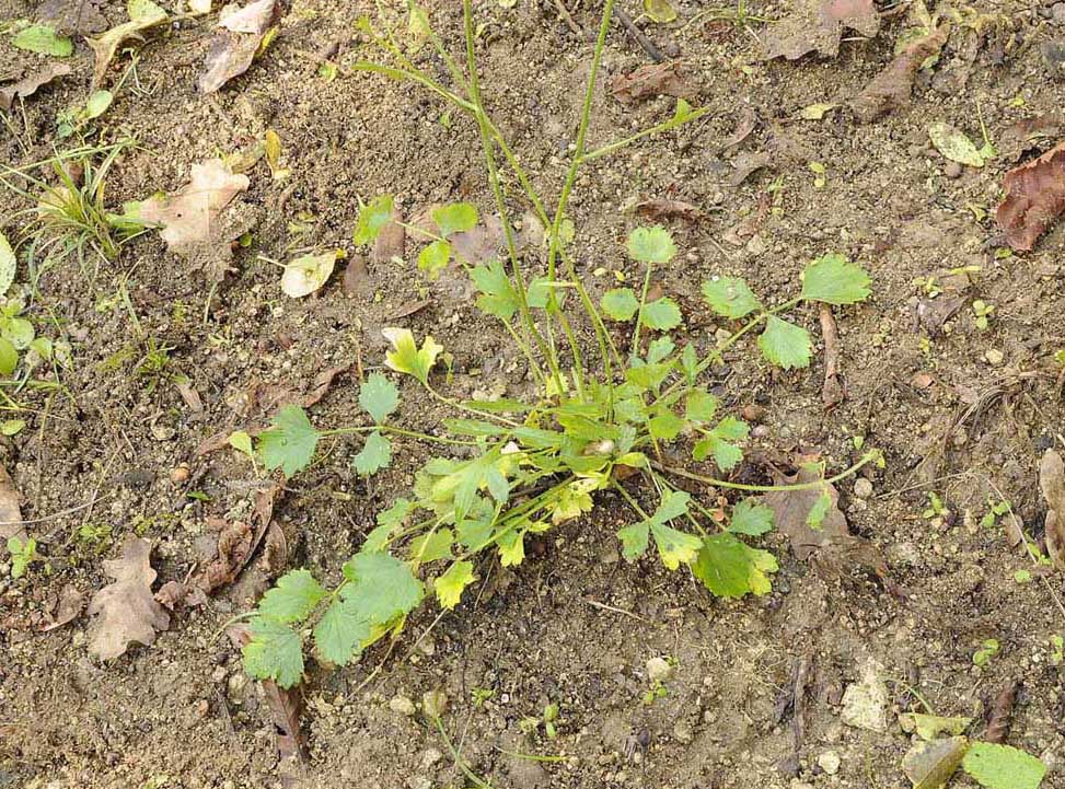 Pimpinella saxifraga /Tragoselino comune