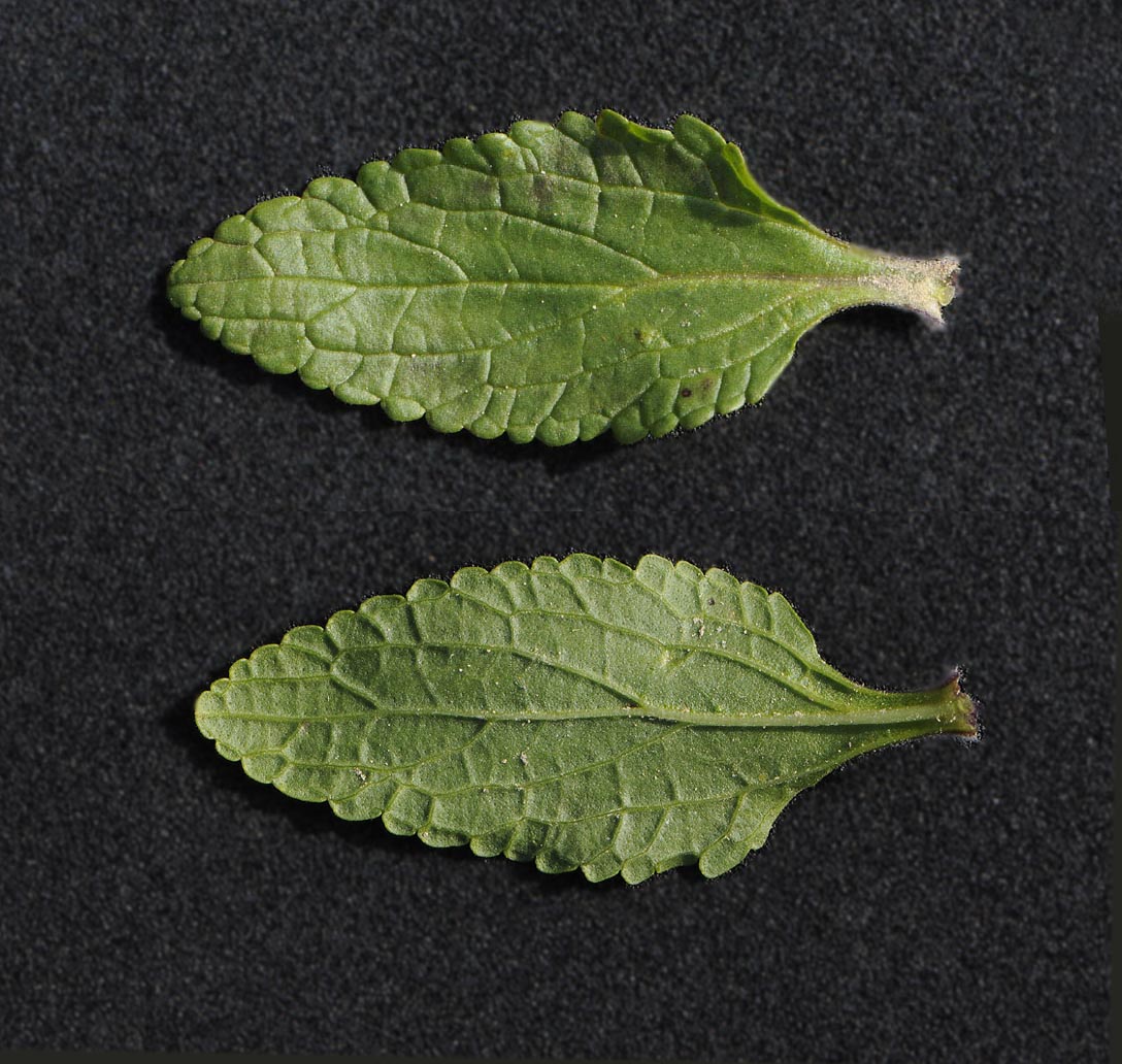 Stachys annua / Stregona annuale