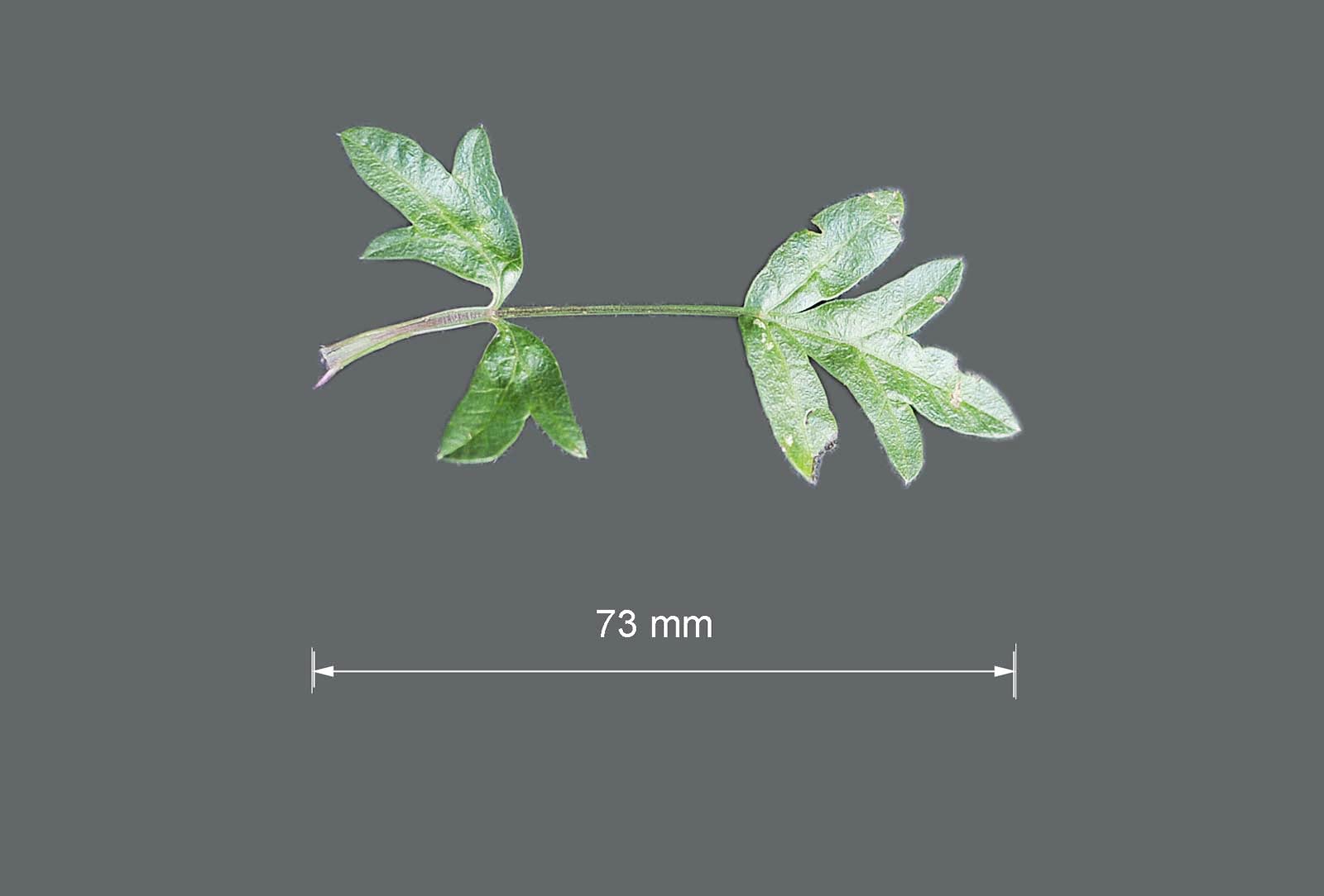 Peucedanum (=Xanthoselinum) venetum / Imperatoria veneta