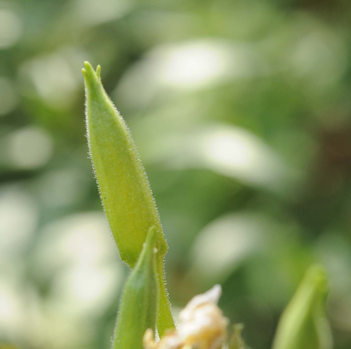 Oenothera biennis / Enagra comune