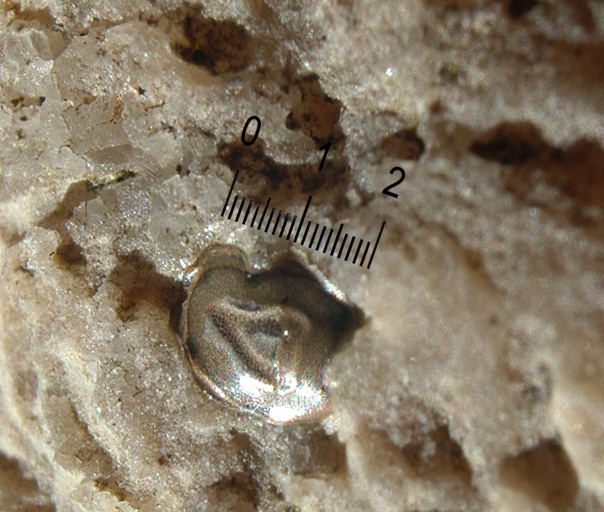 Fossile di corallo con strane inclusioni