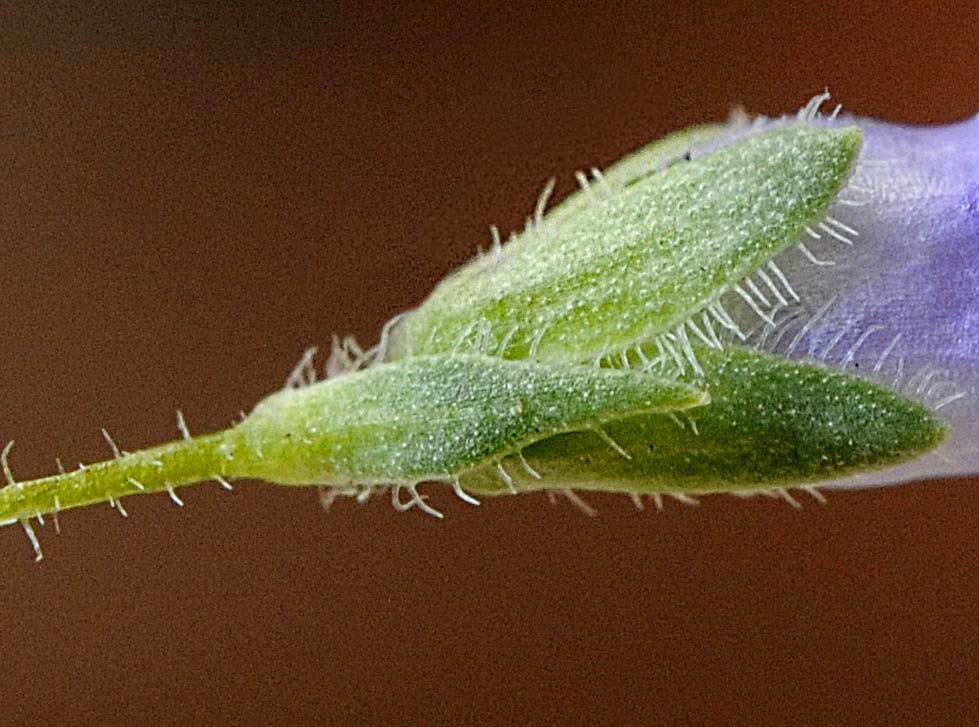 Pseudolysimachion spicatum