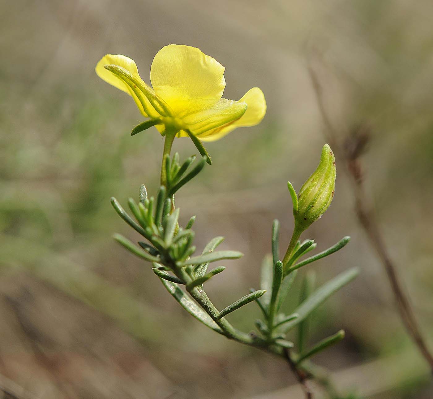 Fumana ericifolia / Fumana mediterranea