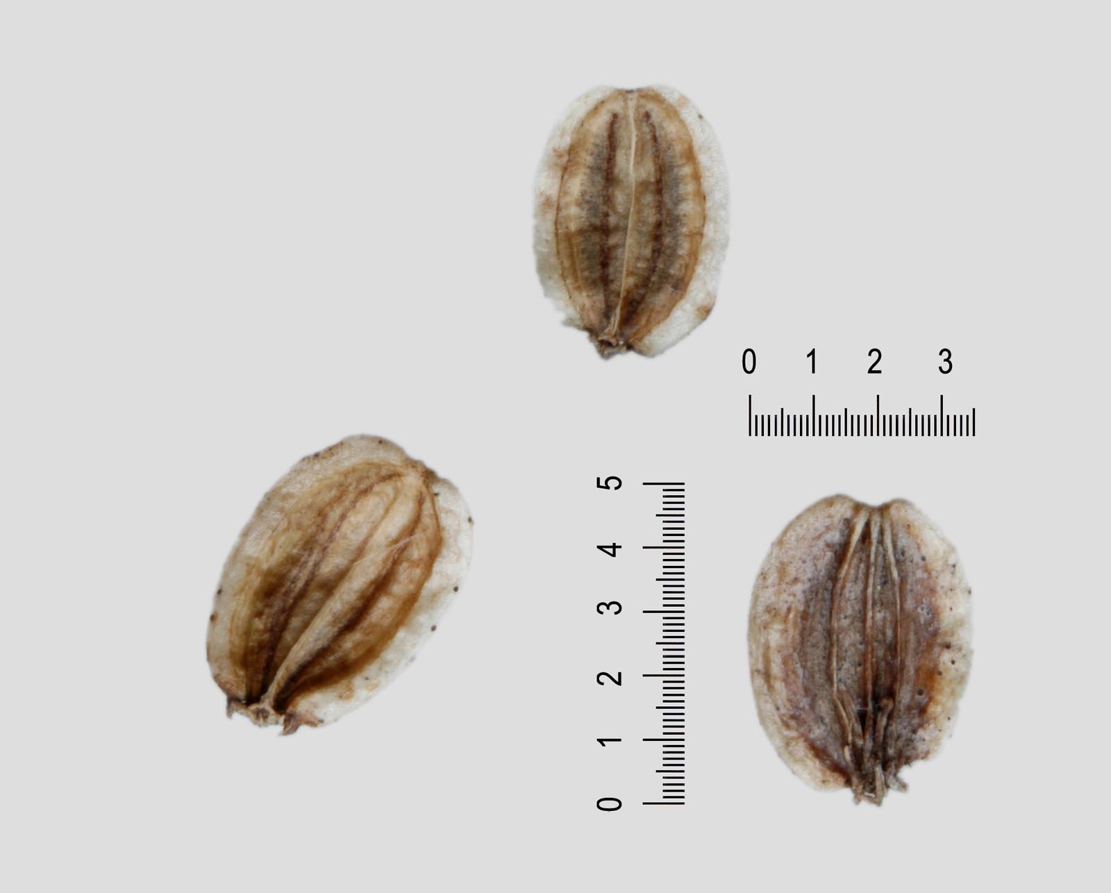 Peucedanum (=Xanthoselinum) venetum / Imperatoria veneta