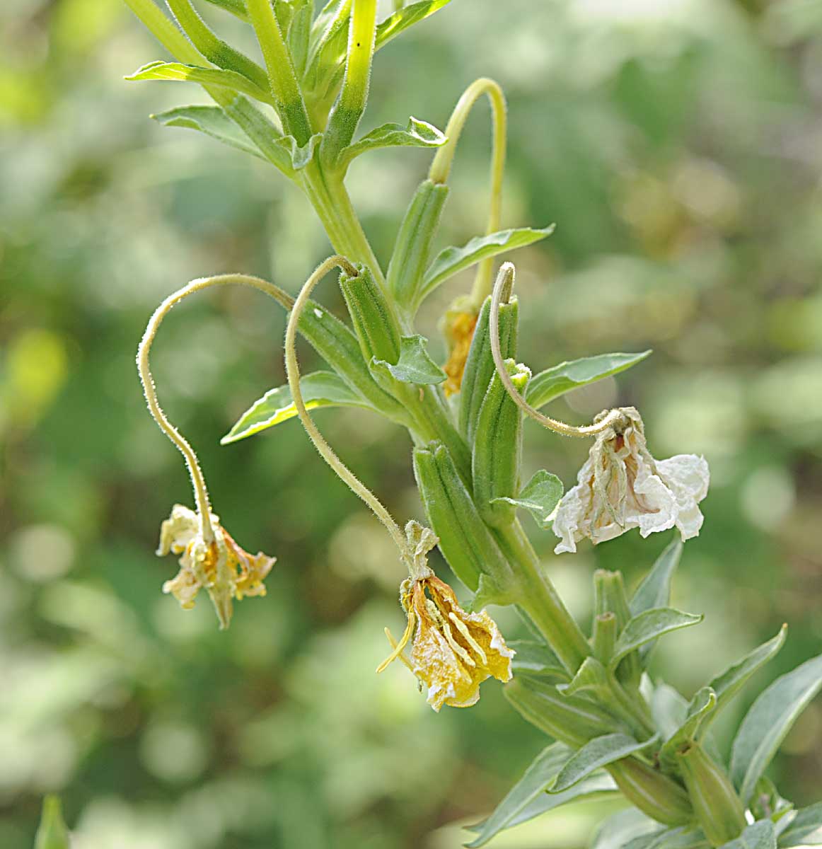 Oenothera biennis / Enagra comune