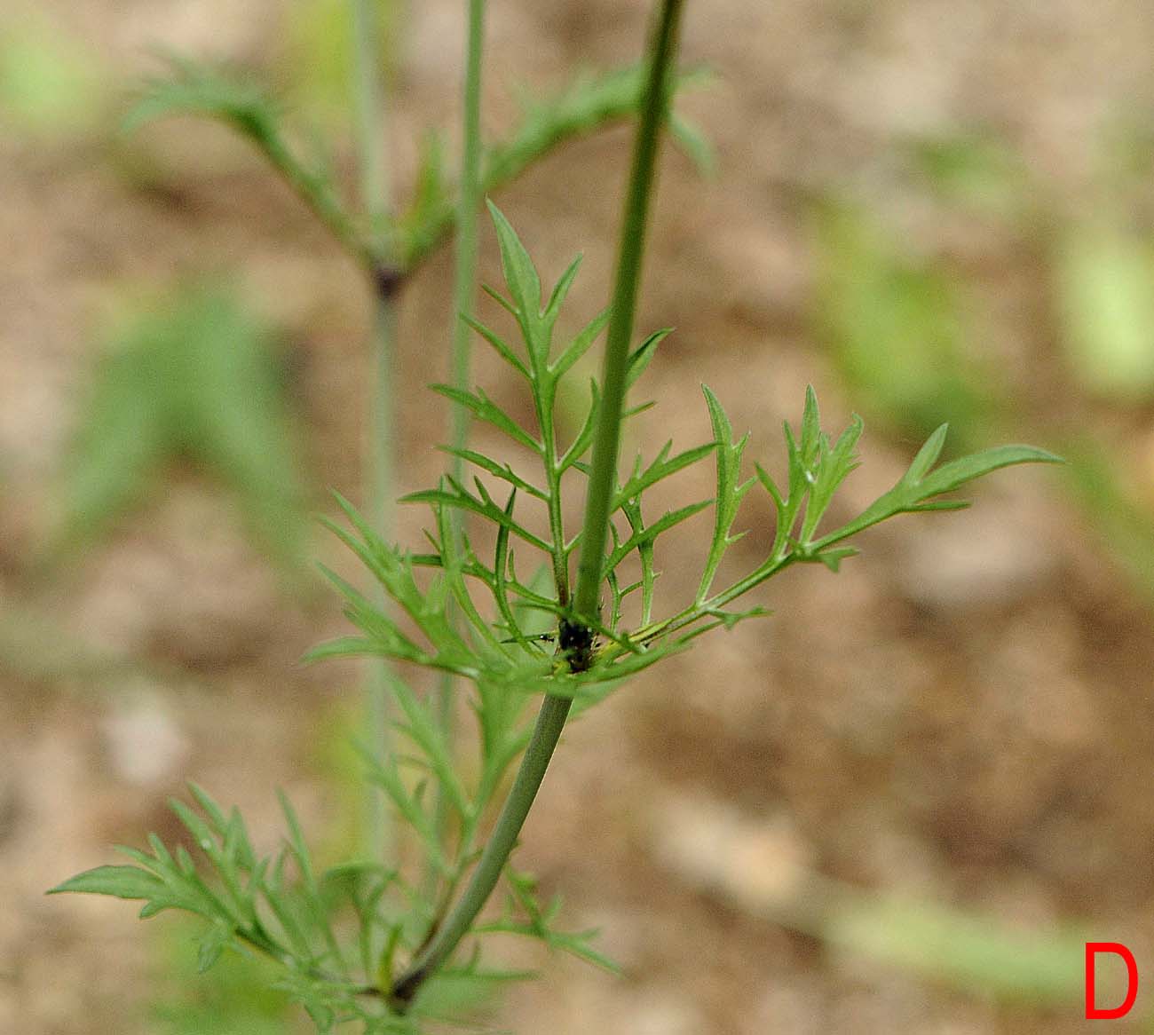 Scabiosa da determinare