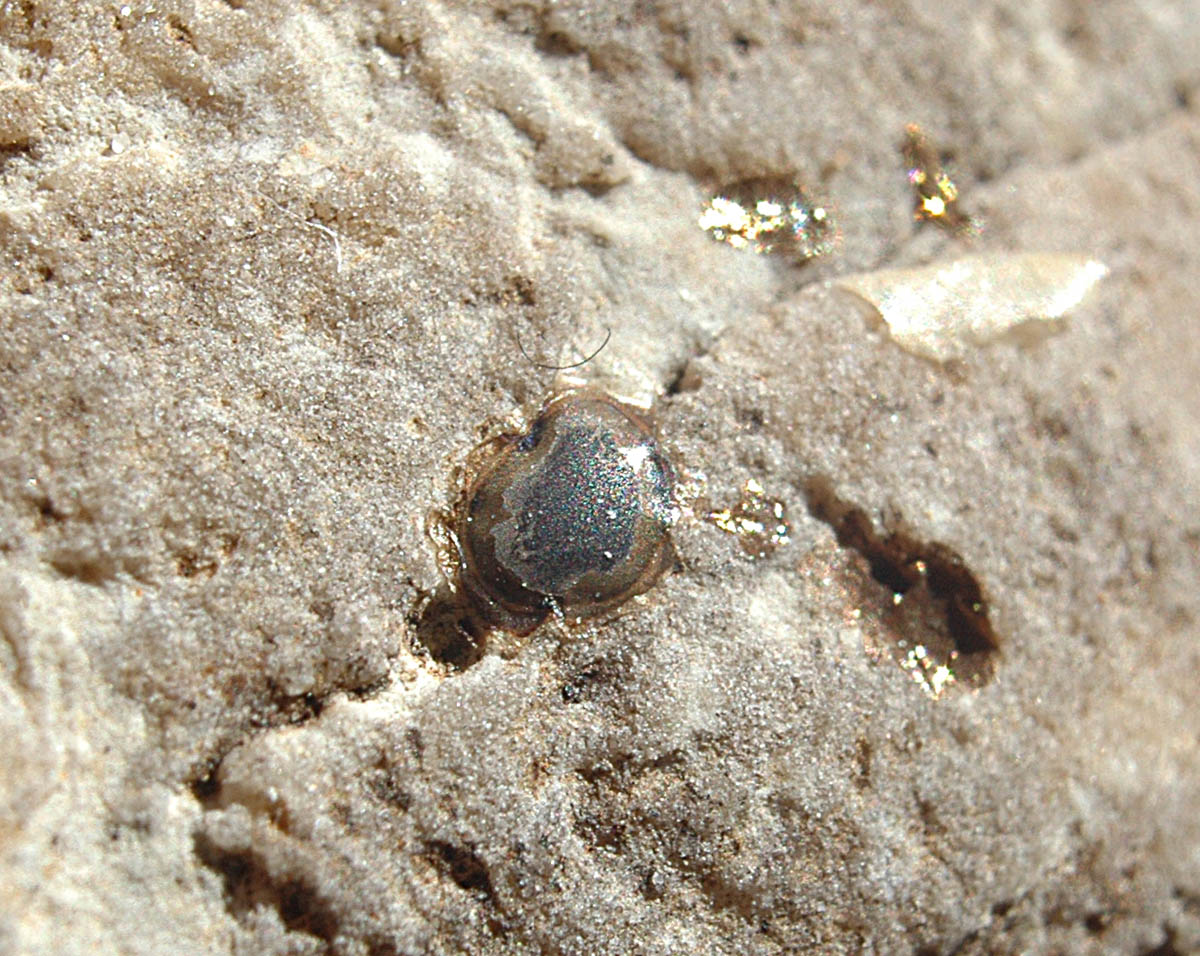 Fossile di corallo con strane inclusioni