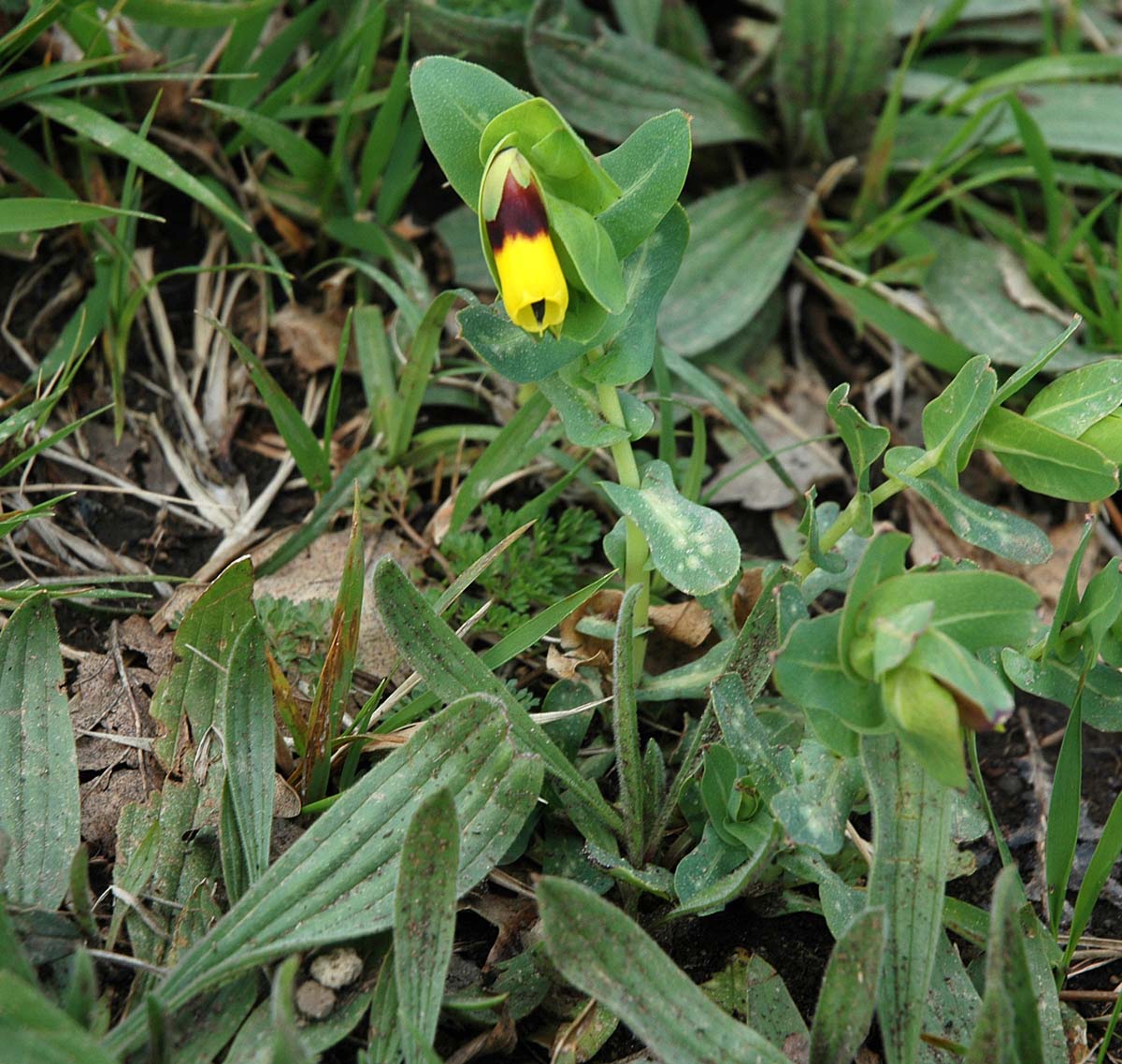 Cerinthe major