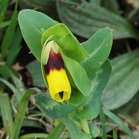 Cerinthe major