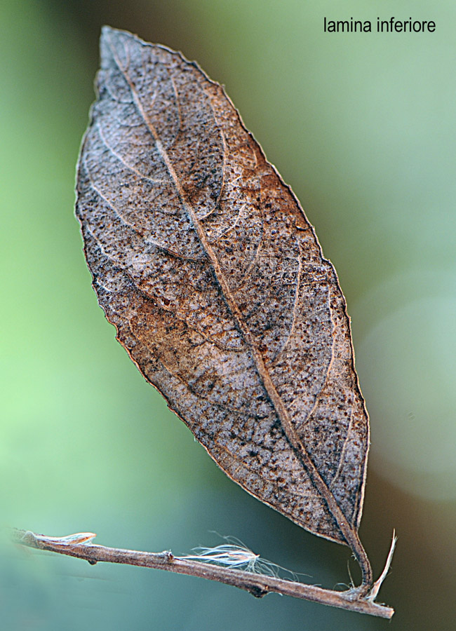 Salix cinerea / Salice cinereo