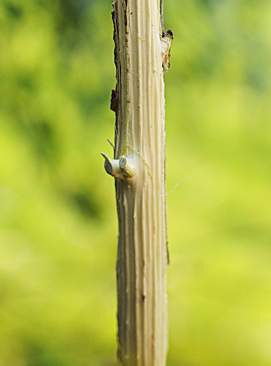 Salix cinerea / Salice cinereo