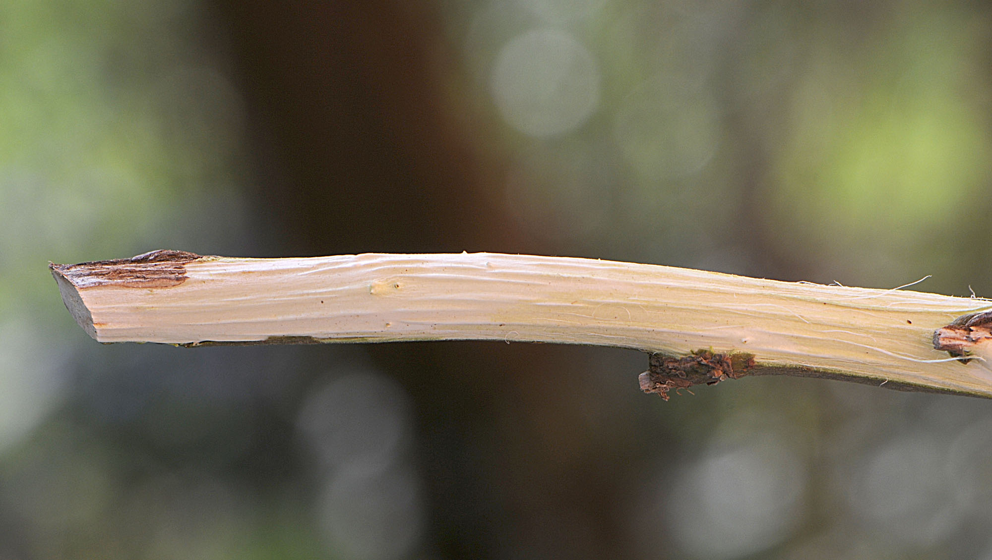 Salix cinerea / Salice cinereo