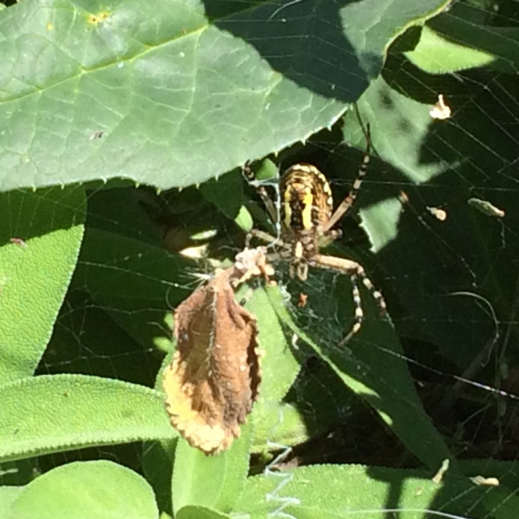 Argiope bruennichi - Latisana (UD)