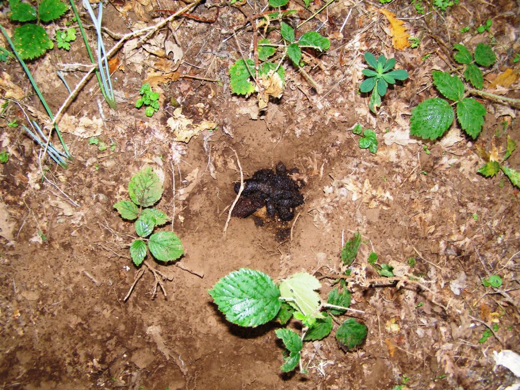 Escremento di quale animale?