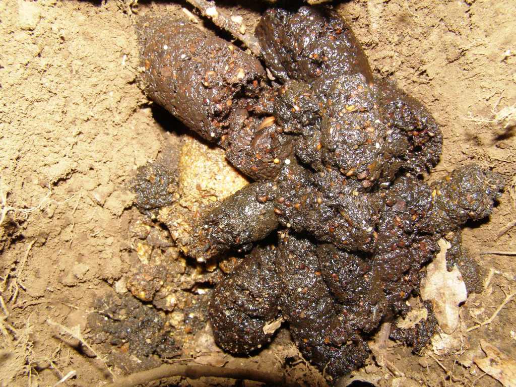 Escremento di quale animale?