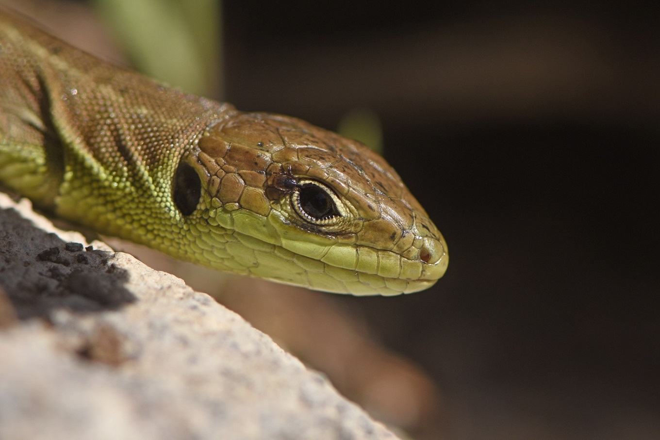 Ramarro occidentale (Lacerta bilineata)