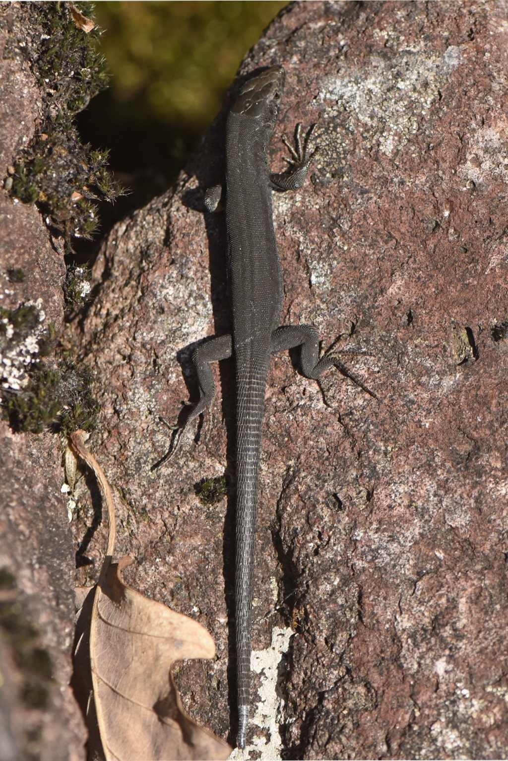 Lucertola dei muri... abbronzata (Podarcis muralis)