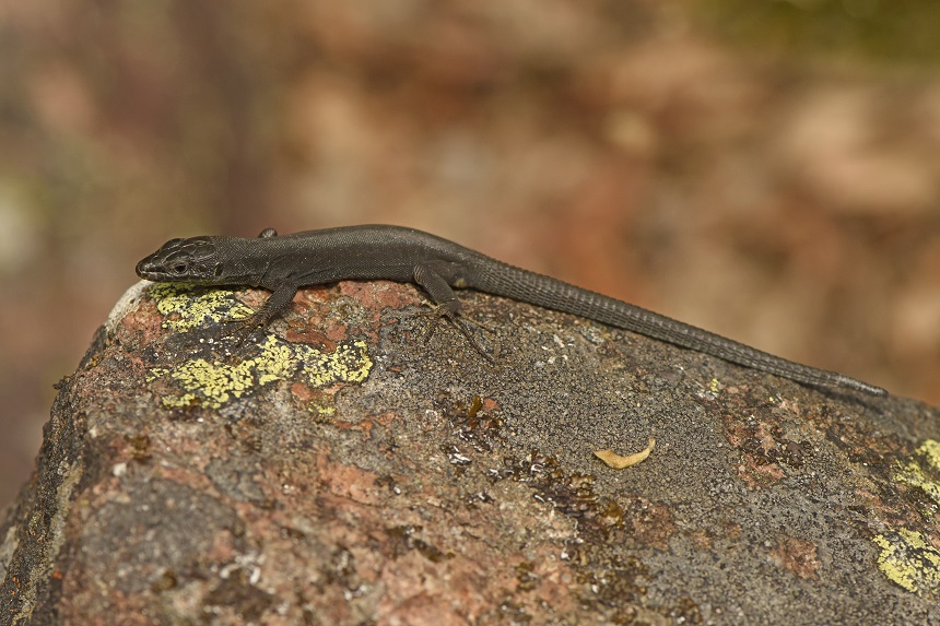 Lucertola dei muri... abbronzata (Podarcis muralis)