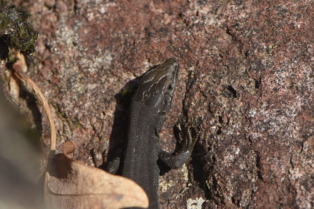 Lucertola dei muri... abbronzata (Podarcis muralis)