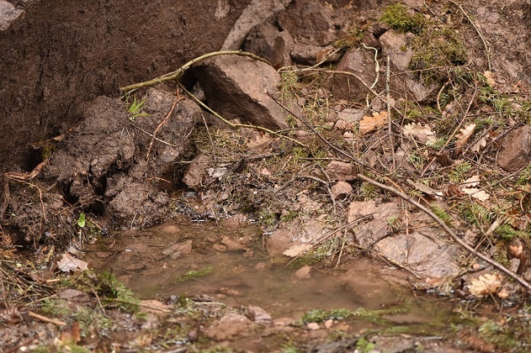 Larve di Salamandra pezzata