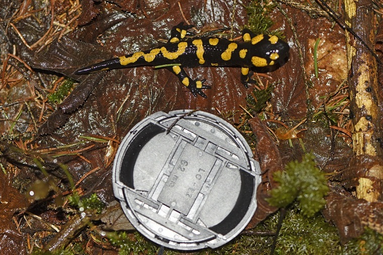 Salamandra pezzata