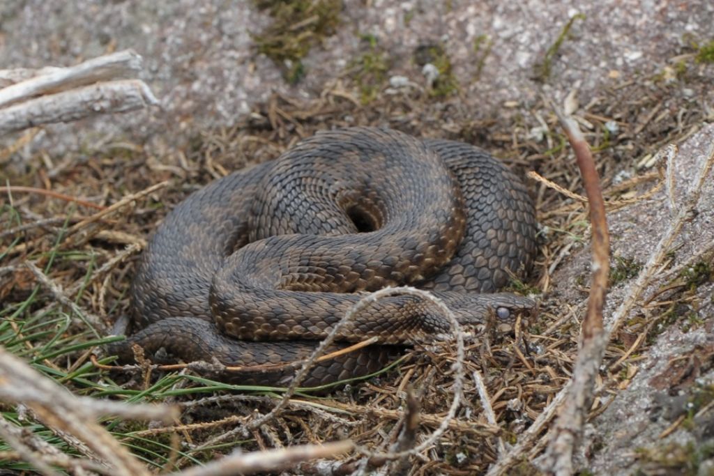 Vipera berus o comune?   Vipera berus !