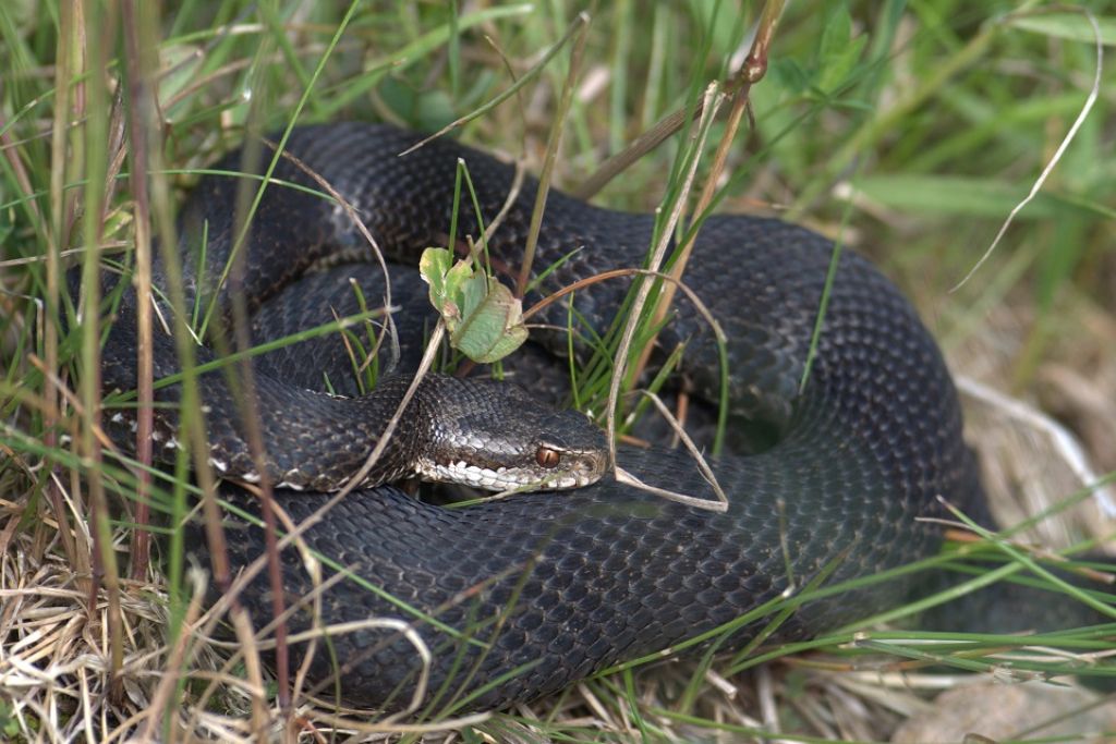 Vipera berus o comune?   Vipera berus !