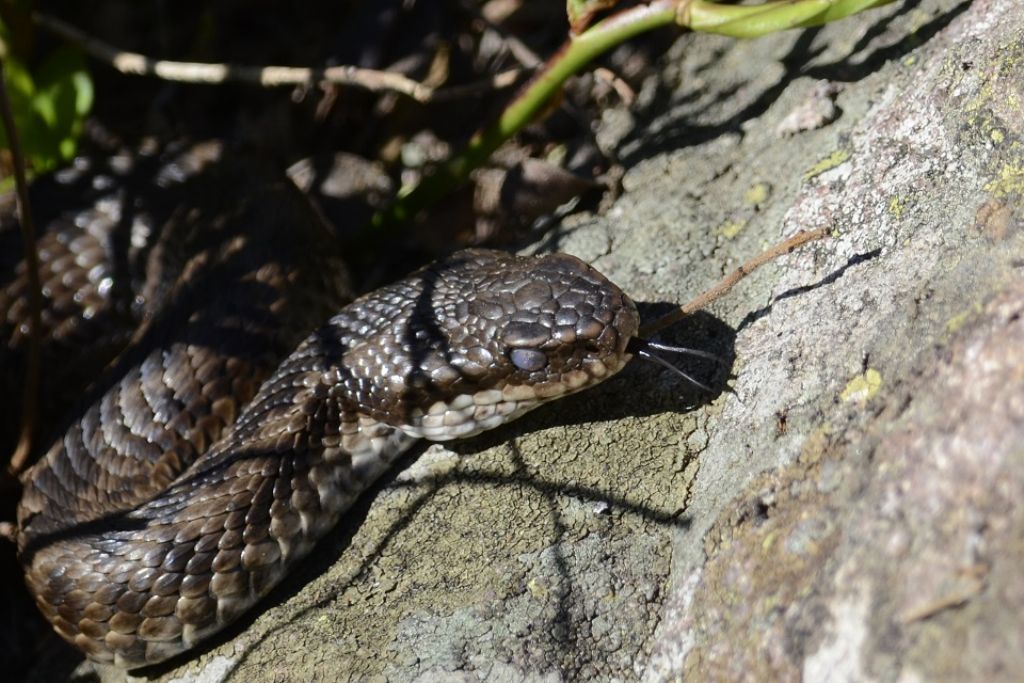 Vipera berus o comune?   Vipera berus !