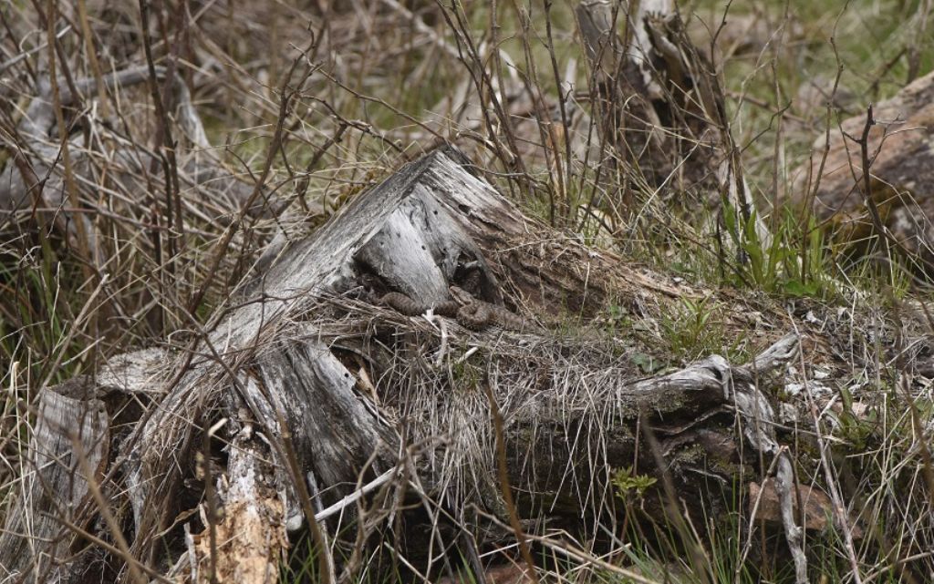 Vipera berus