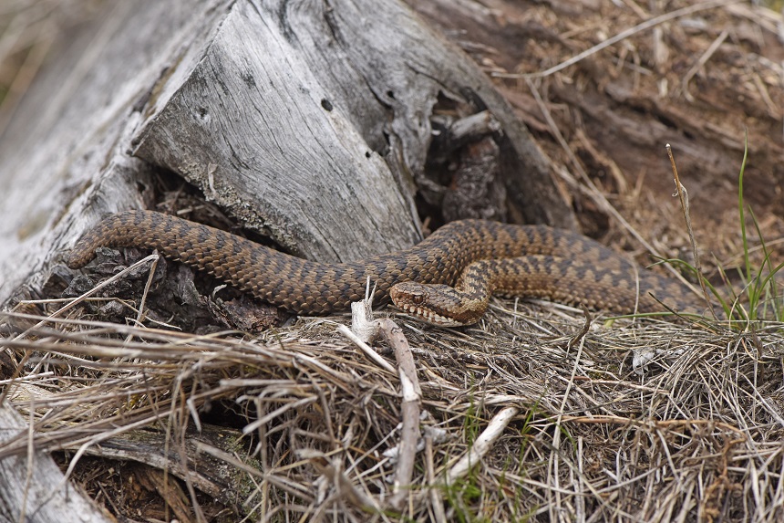 Vipera berus