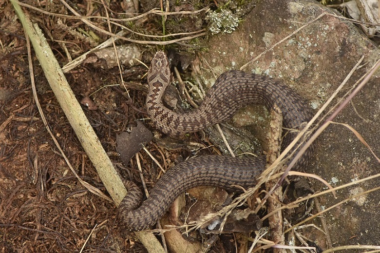 Vipera berus