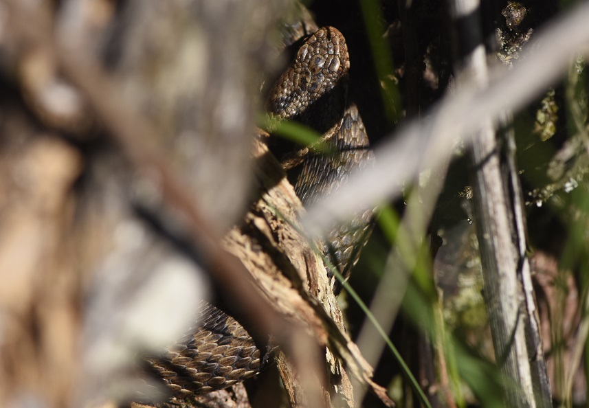 Vipera berus