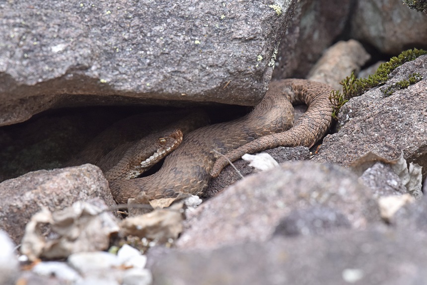 Vipera si, ma quale?    Vipera aspis, femmine