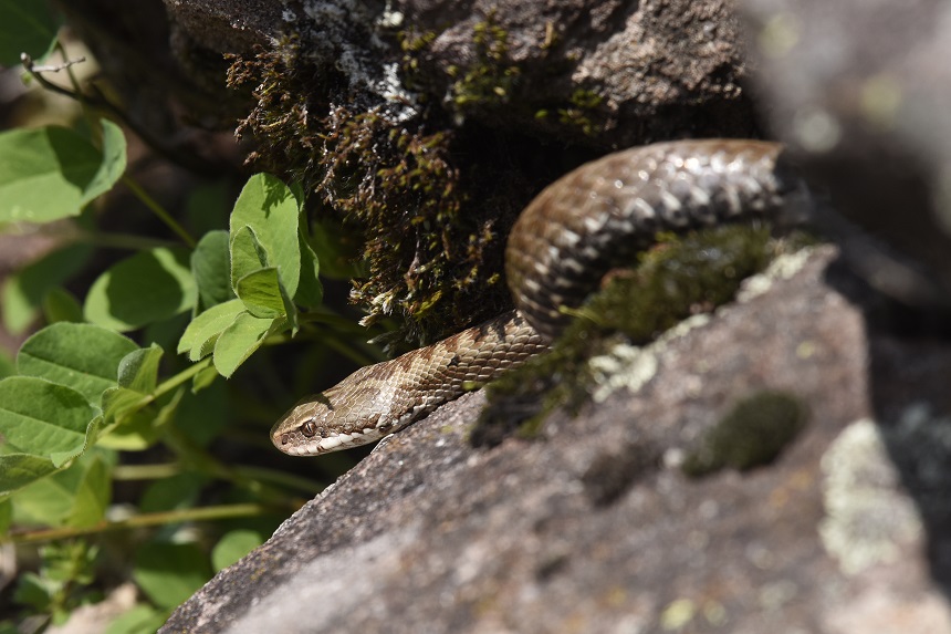 Vipera si, ma quale?    Vipera aspis, femmine