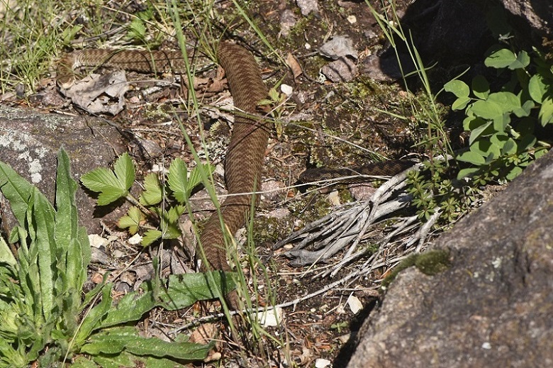 Vipera si, ma quale?    Vipera aspis, femmine