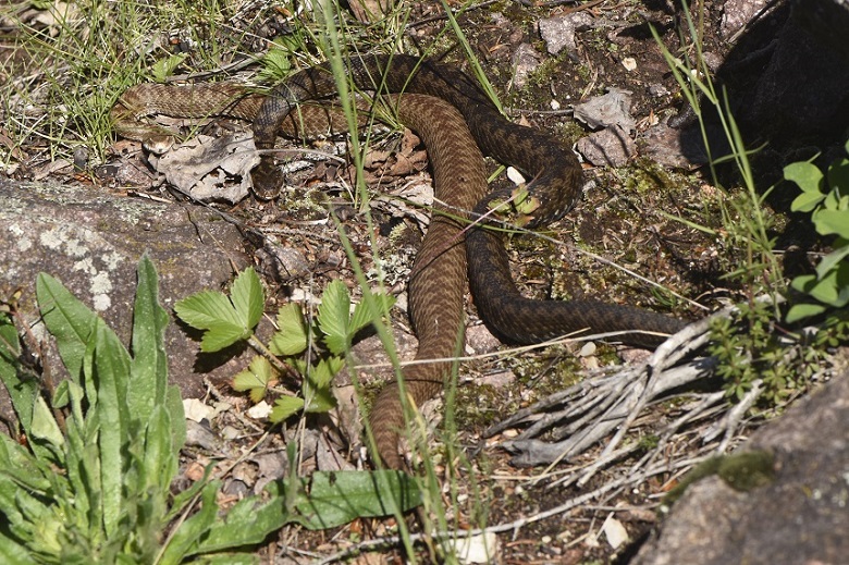 Vipera si, ma quale?    Vipera aspis, femmine