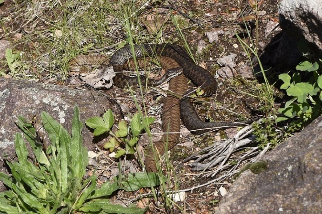 Vipera si, ma quale?    Vipera aspis, femmine