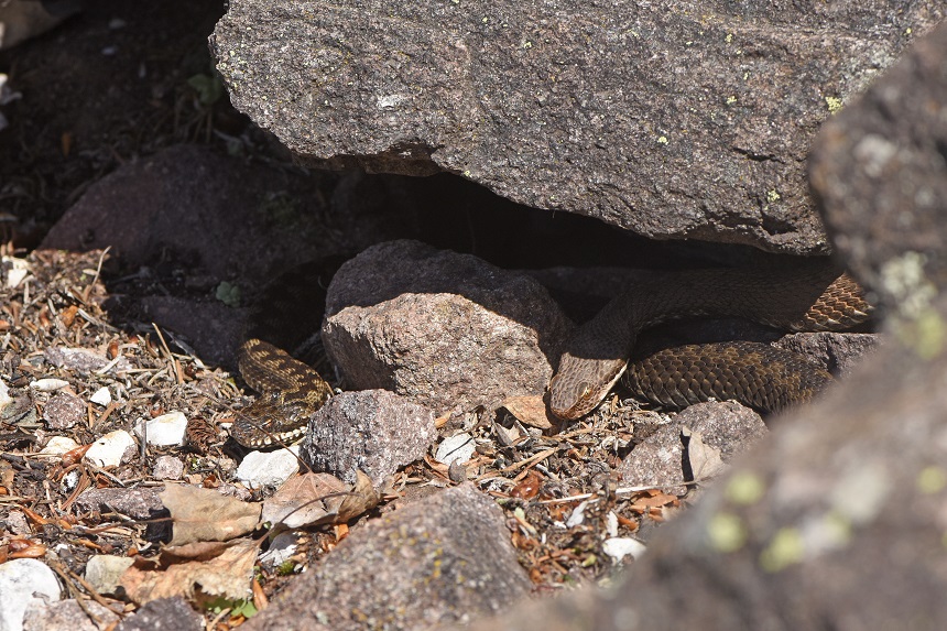 Vipera si, ma quale?    Vipera aspis, femmine