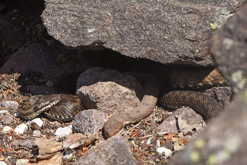 Vipera si, ma quale?    Vipera aspis, femmine