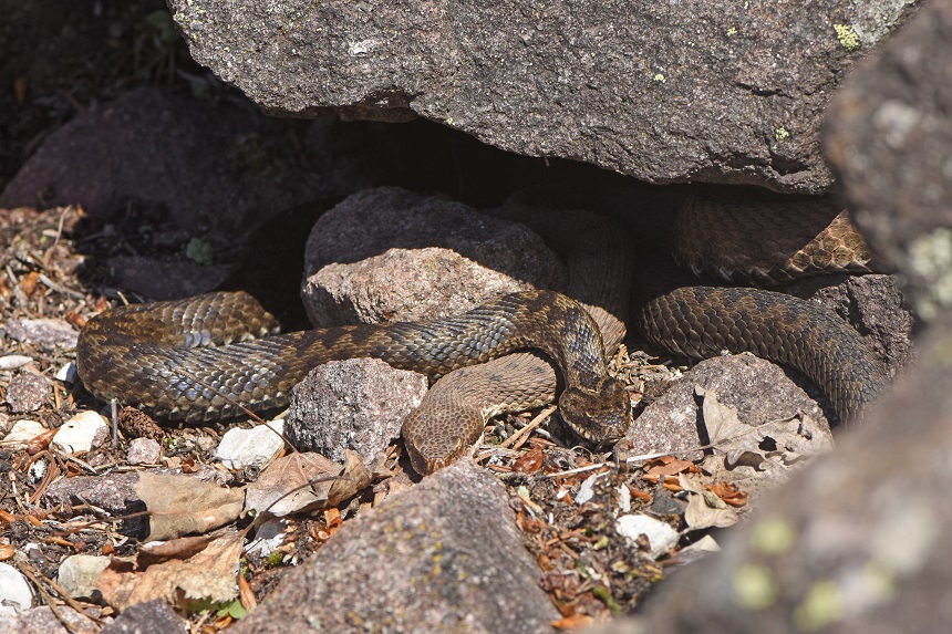 Vipera si, ma quale?    Vipera aspis, femmine