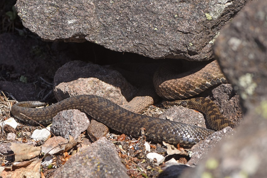 Vipera si, ma quale?    Vipera aspis, femmine