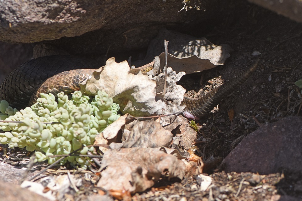 Vipera si, ma quale?    Vipera aspis, femmine